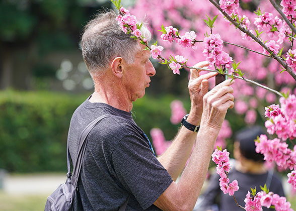 Enjoying Beautiful Cherry Blossoms