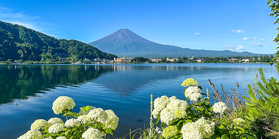 A Mount Fuji View by Lake Kawaguchi with Hydrangeas