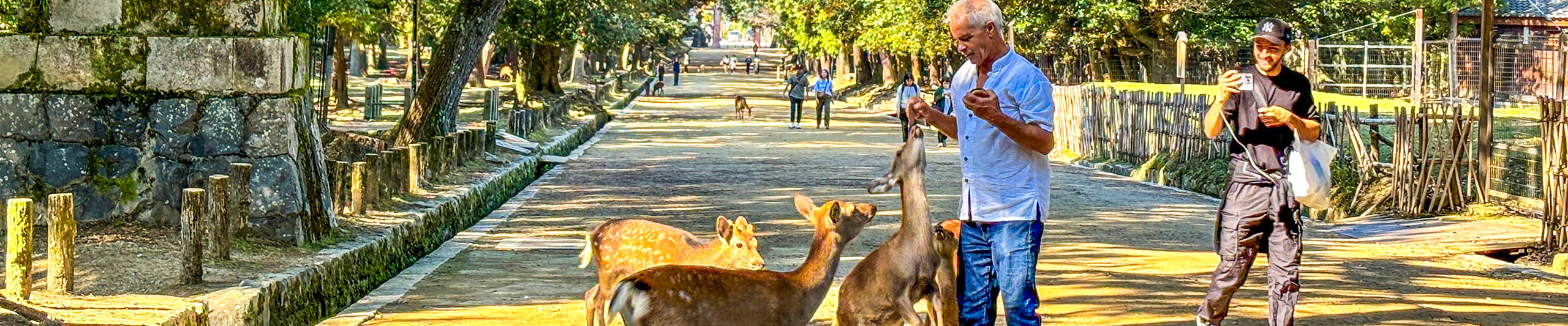 Nara Park Deer