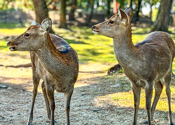 Deer in Nara Park