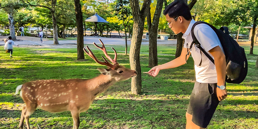 Feed Deer in Nara