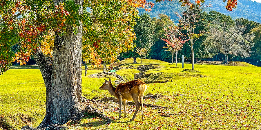 Deer in Nara Park