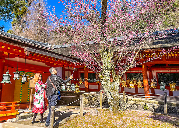 Plum Flowers
