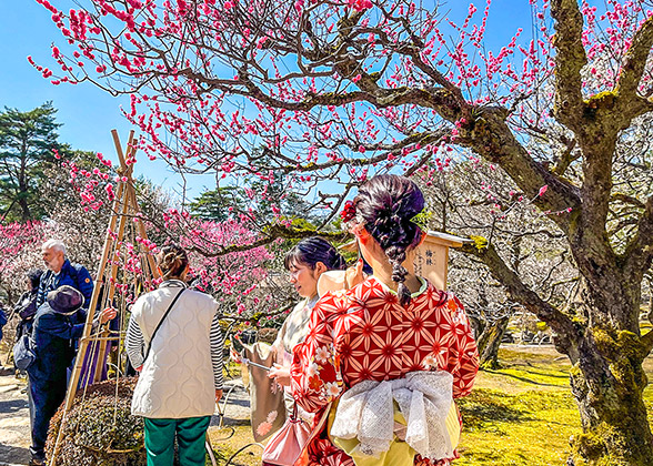 Hongo no Takizakura's Sakura