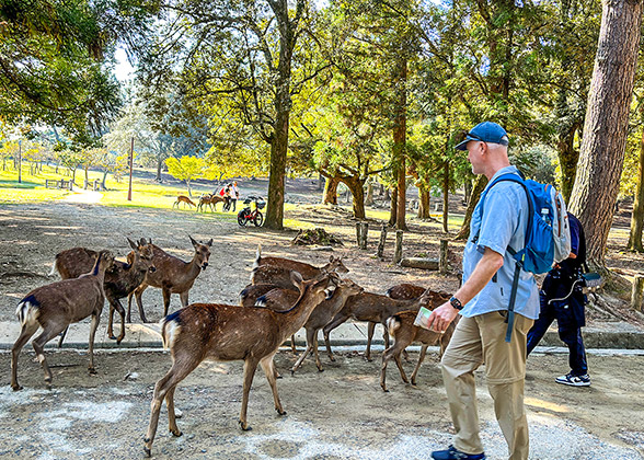 Nara Park Cute Deers