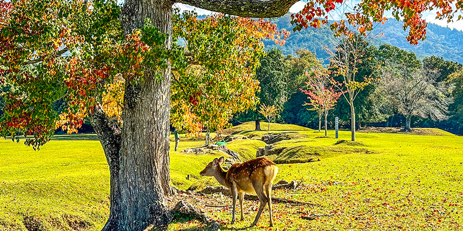 Deer in Nara Park