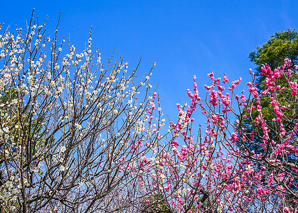 White and Red Sakura