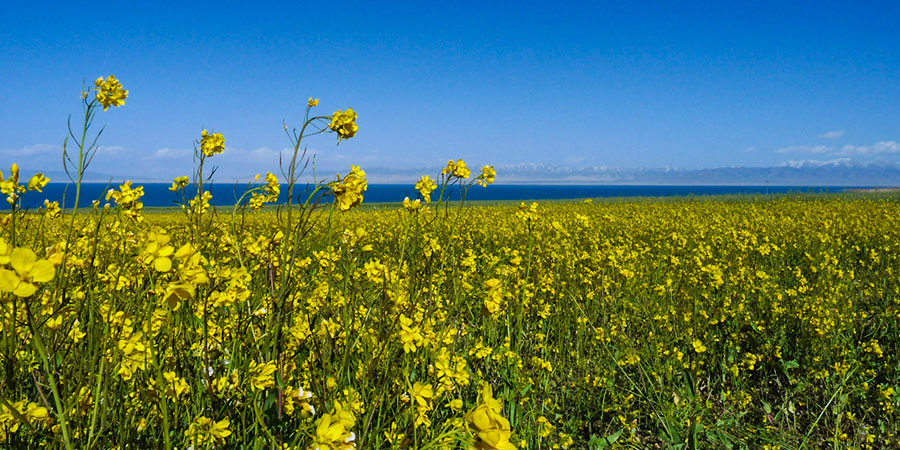 Rape Flowers of Nokonoshima Island