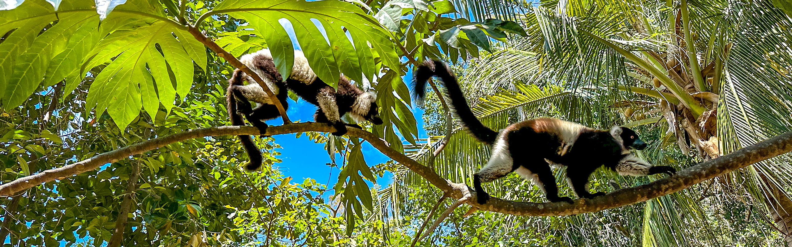 Lemurs at Nosy Antosha Lemur Island, Madagascar