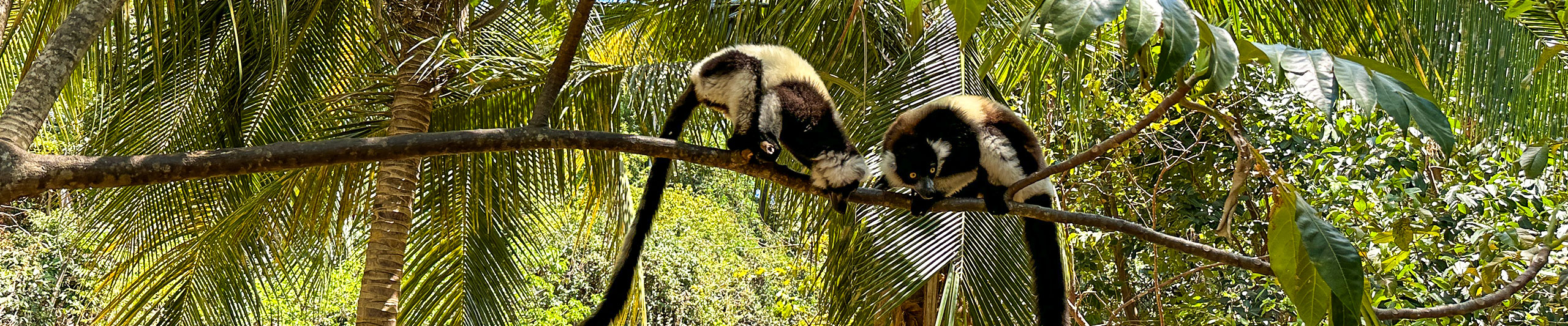 Lemurs of Nosy Be