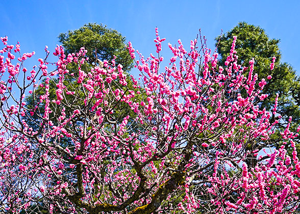 Cherry blossoms in Okayama