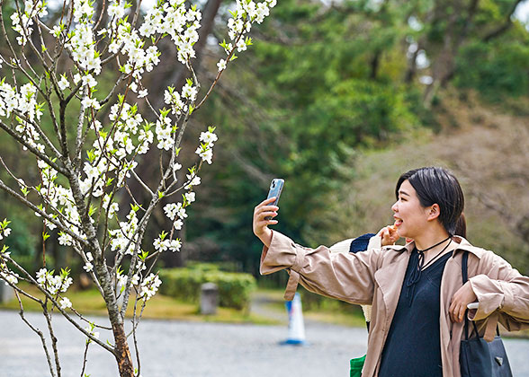 A tourist taking pictures of cherry blossoms