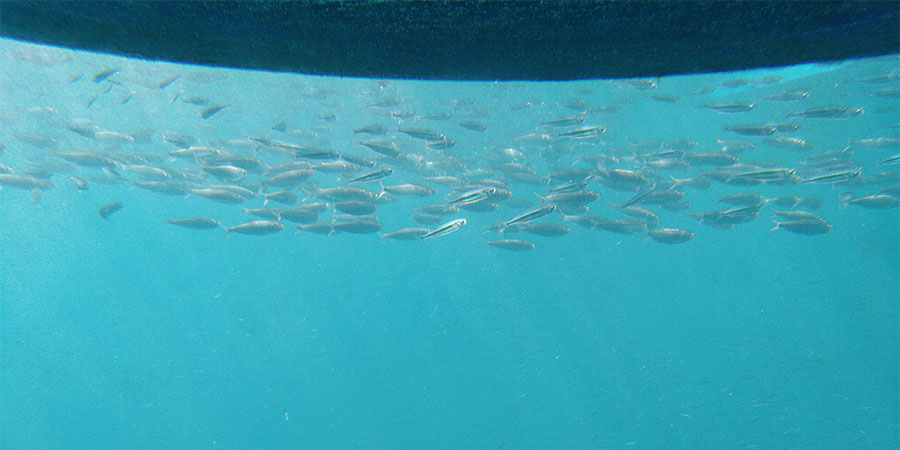 To See the Fish in Okinawa Sea