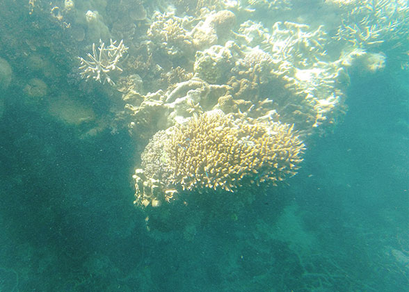 Another Kind of Coral in Churaumi Aquarium