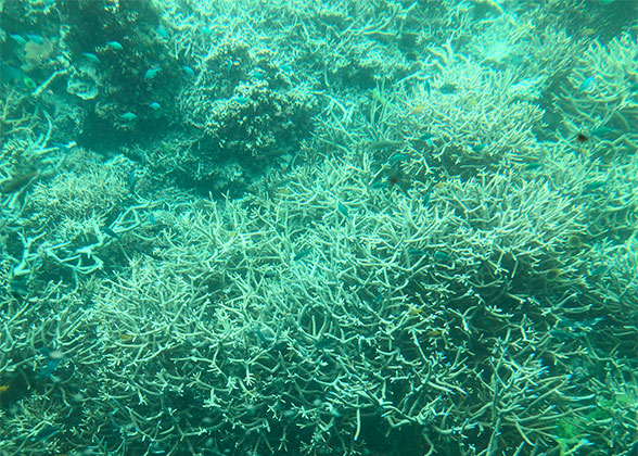 Coral Reefs in Okinawa Churaumi Aquarium