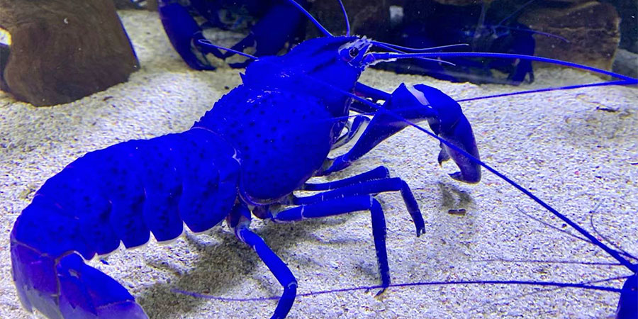 A Blue Lobster in Okinawa Churaumi Aquarium