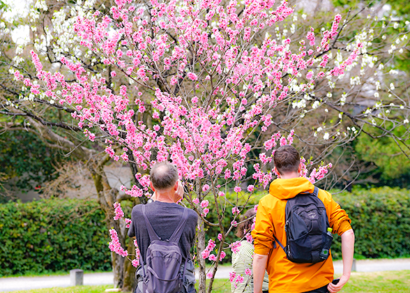 Osaka Sakura in Spring