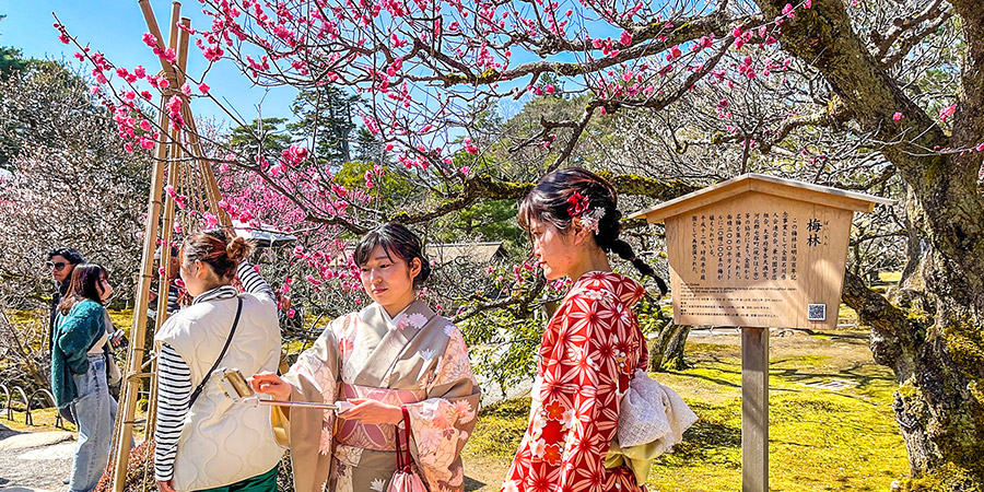 Sakura in a Park of Osaka