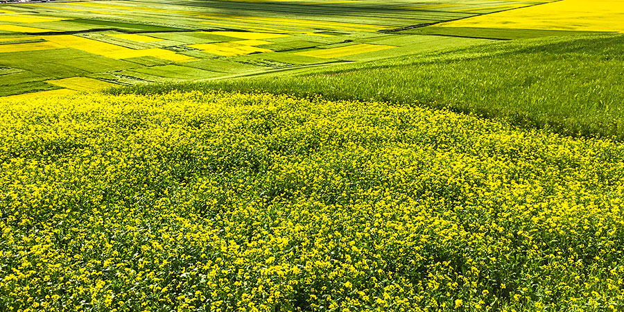 The Patchwork Road in Biei Town