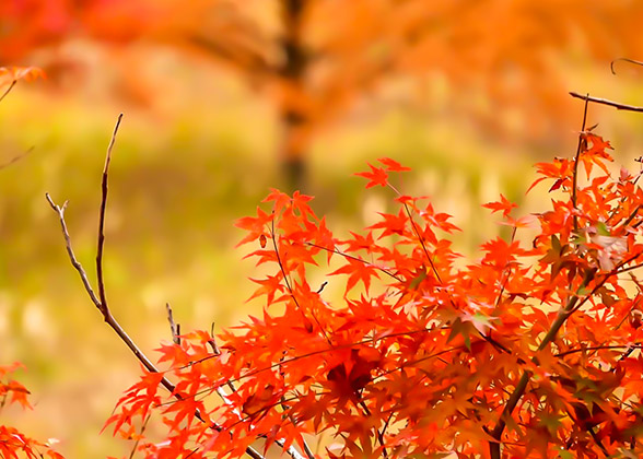 Maple Leaves in Katsura Imperial Villa