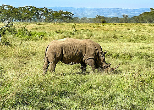 A Rhino at Lake Nakuru, Kenya