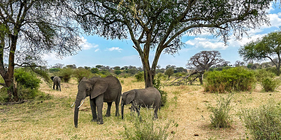 Safari in Tarangire National Park in September