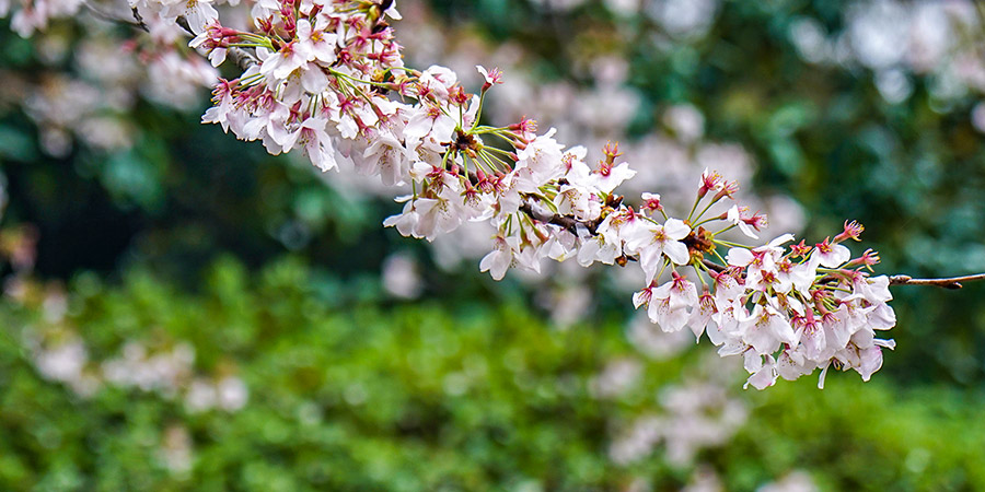 Sakura Close-up Shot