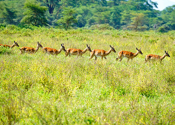 Meet an Antelope Group during the Safari