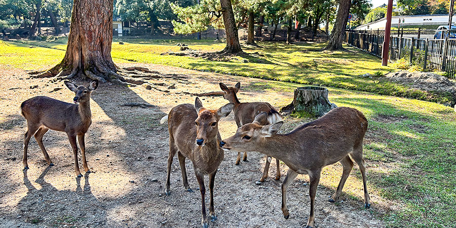 Deer at Maruyama Park