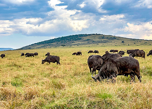 Buffaloes in Serengeti National Park