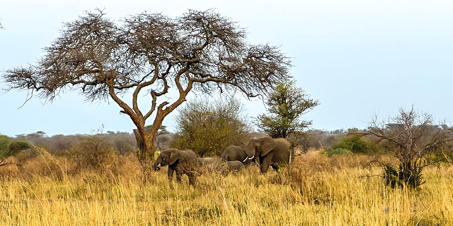 Short Rainy Season in Tanzania