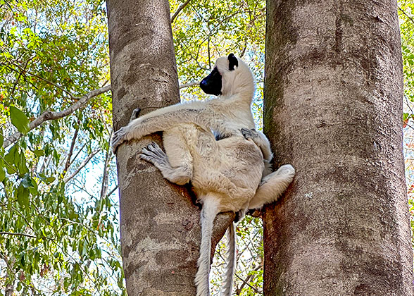 Sifaka Lemur