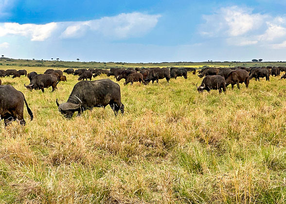 Meet the Buffaloes in Kenya