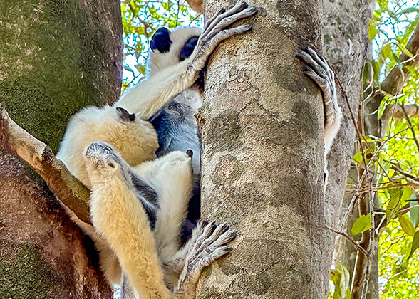 The Sifaka Lemur