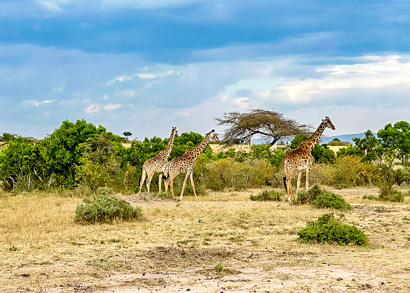 Giraffes in the National Park