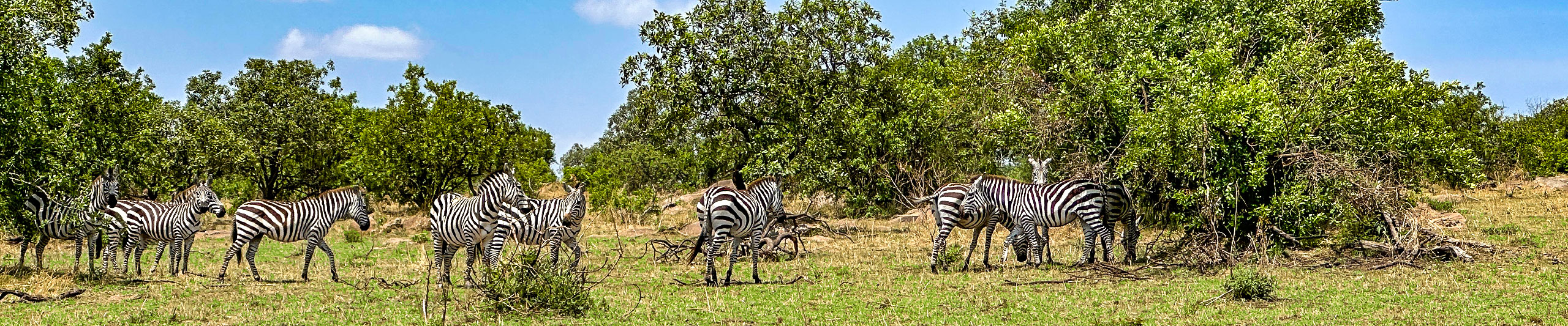 Zebras in Serengeti NP, Tanzania