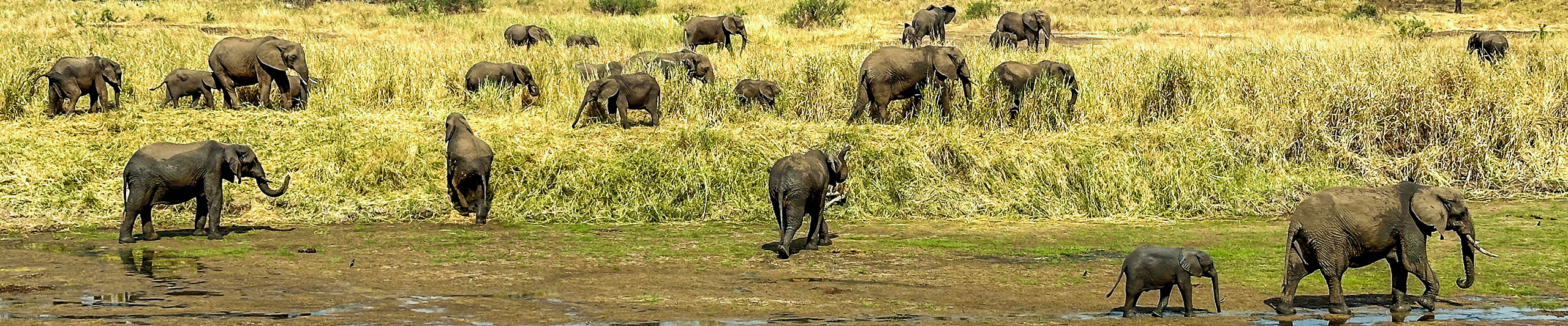 Herd of Lions in Ngorongoro Conservation Area