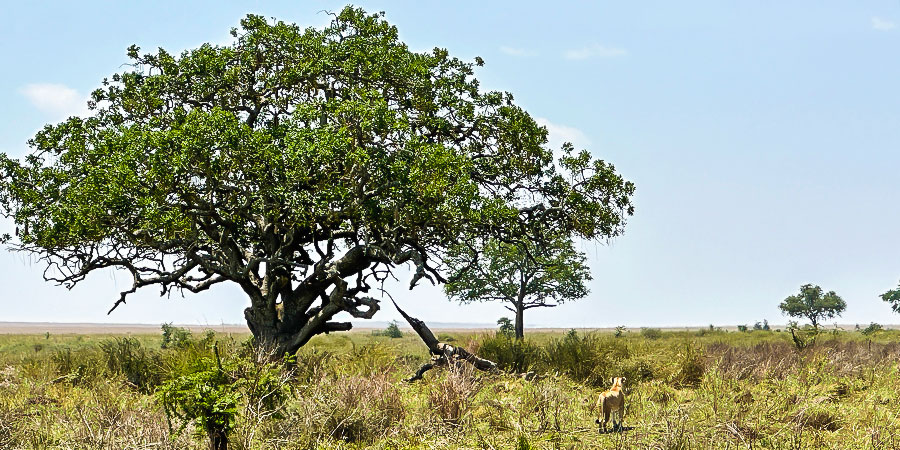 Tanzania Weather in April