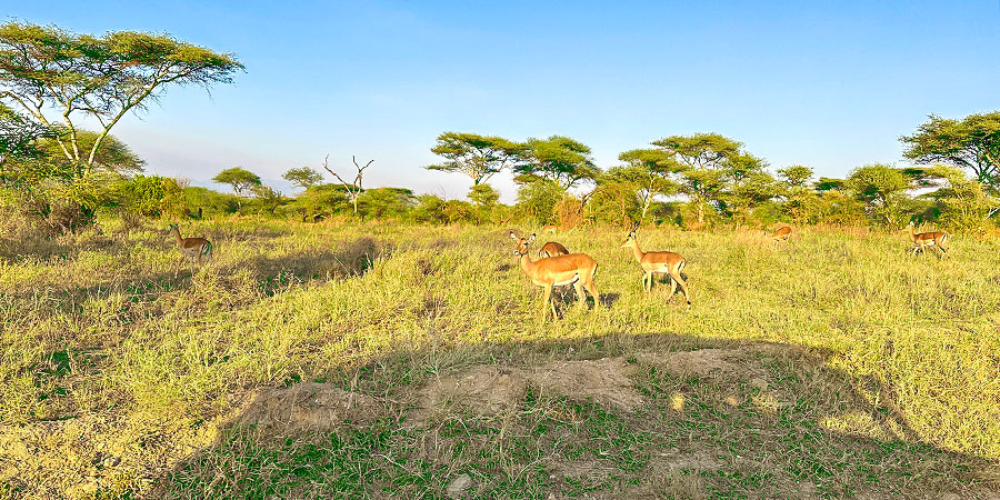 Ngorongoro Conservation Area; Tanzania Weather in August