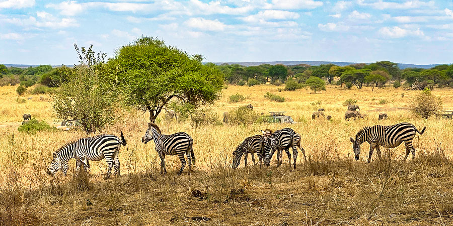 Wildlife in Tarangire National Park