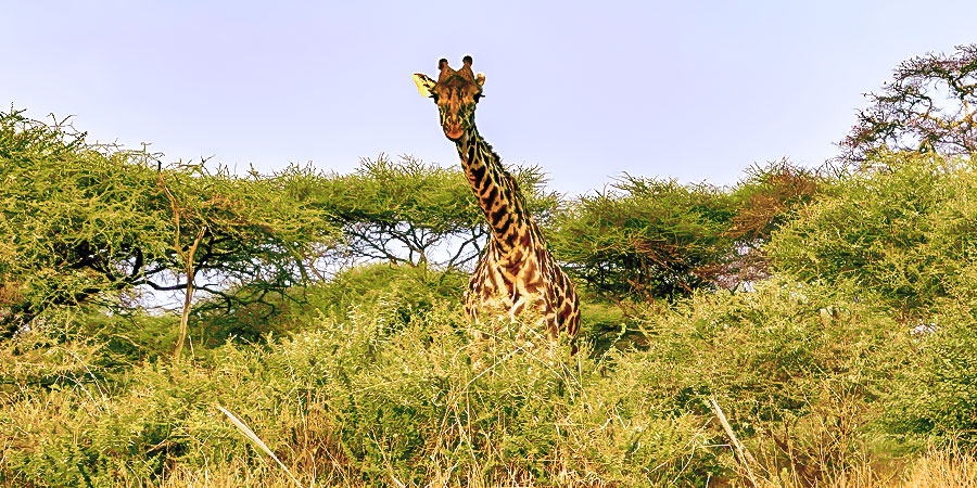 Tanzania Weather in June