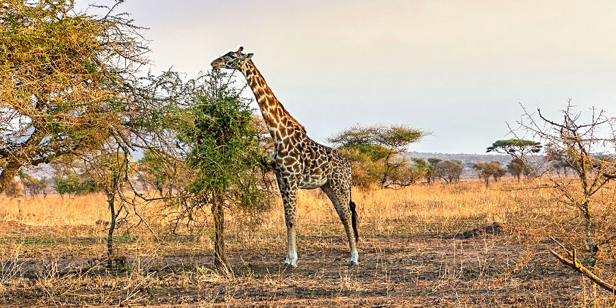 Ngorongoro Conservation Area; Tanzania Weather in October