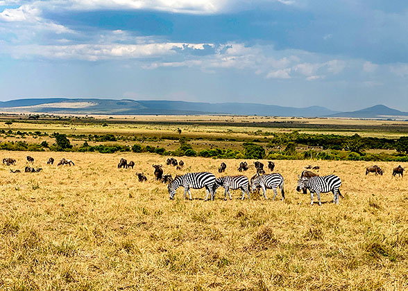 Wildebeests and Zebras