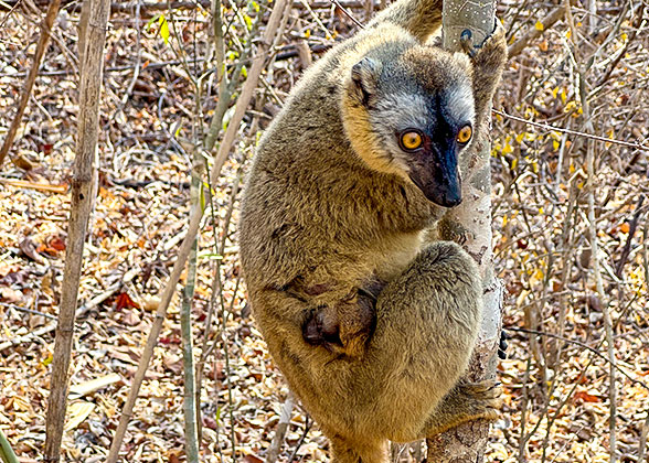 The Golden Brown Lemur, wildlife safari in Madagascar