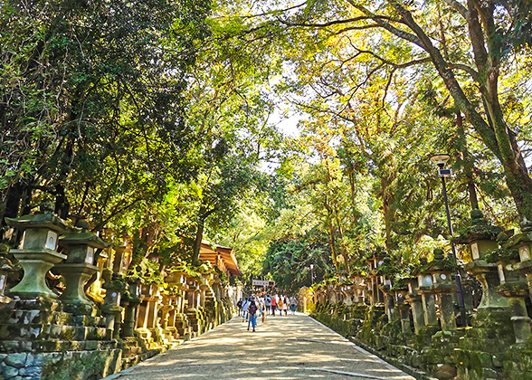 The Path to the Kasuga Taisha Shine