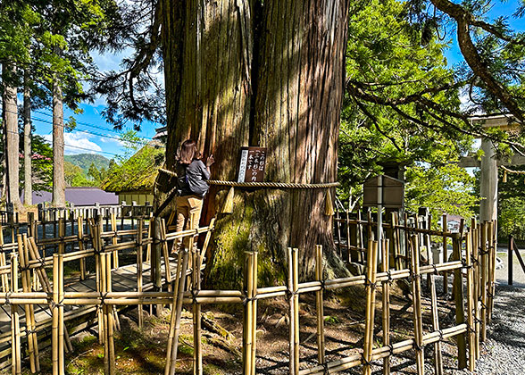 Cedar in Togakushi Shrine