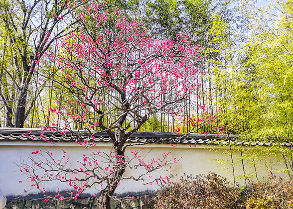 Plum Flowers in Hanegi Park