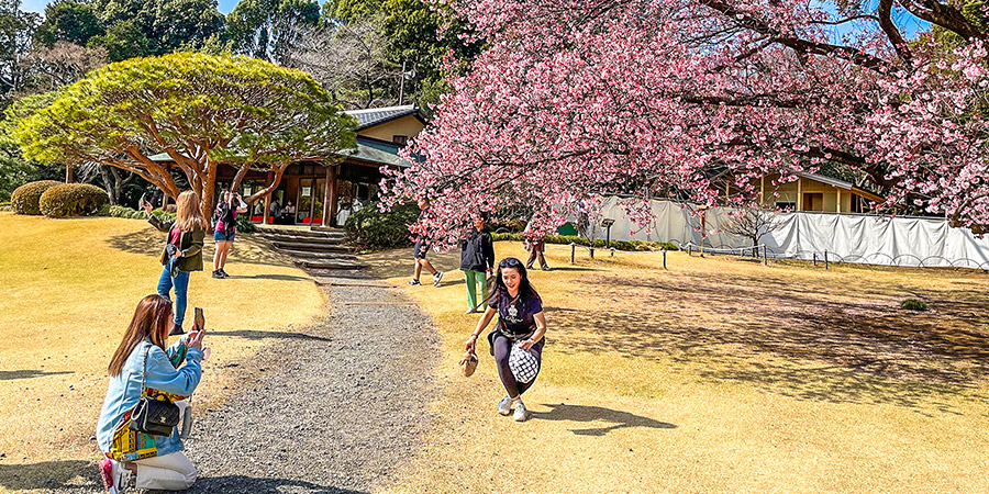 Sakura in Tokyo's Park