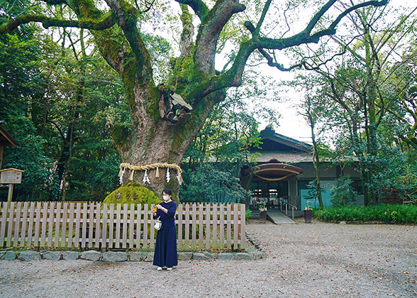 Towering Trees in Atsuta Jingu Shrine