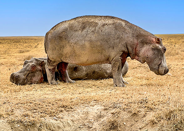 Meet the Hippos